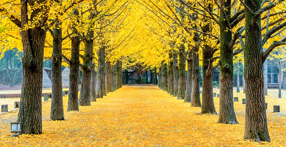 nami island everland seoul city outskirts trees 