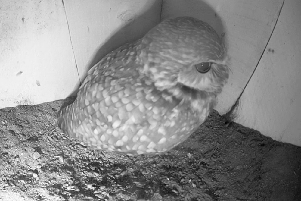 Burrowing Owls Cam by San Diego Safari Park