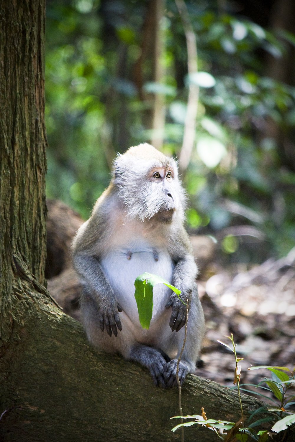 monkey bukit timah