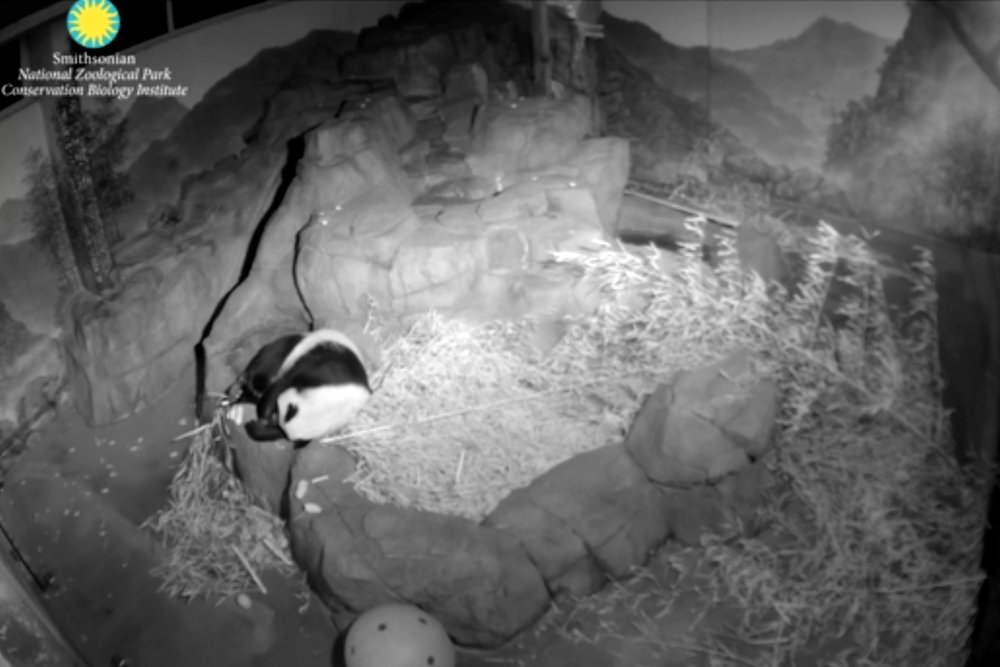 Giant Panda Cam by Smithsonian's National Zoo