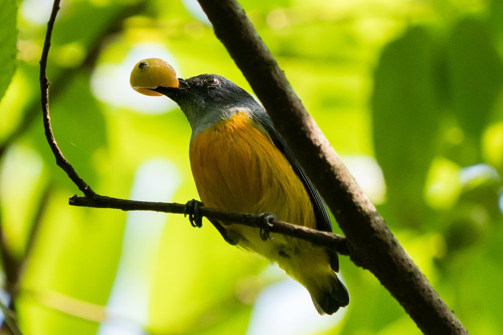 chestnut nature park