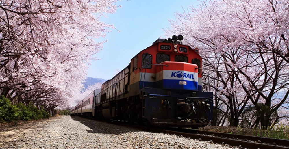 sakura rail train 