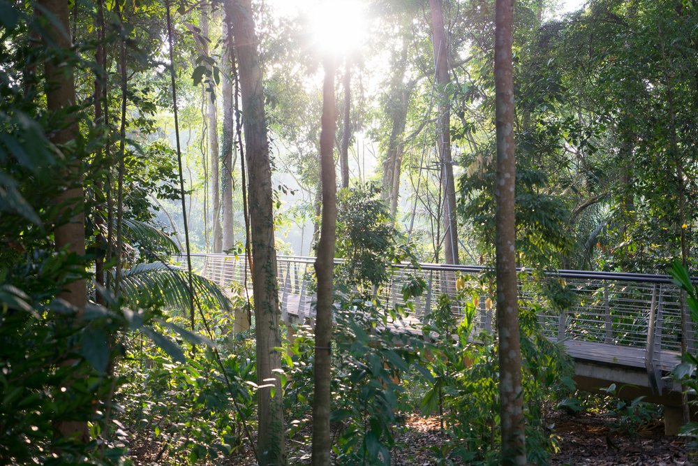 Singapore Botanic Gardens