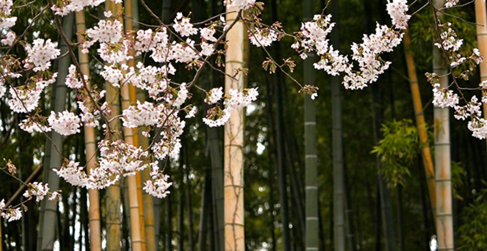 sakura Juknokwon bamboo forest 2020 