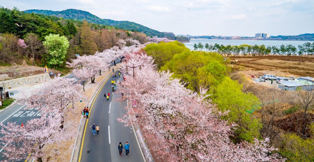 sakura trees road run korea 2020