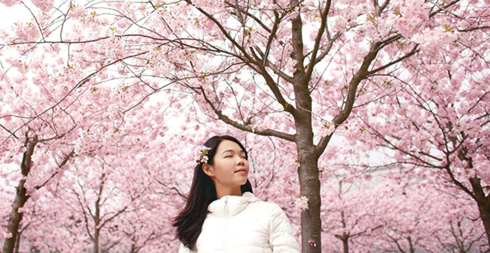 sakura road busan seoul korea 2020 trees pink where to go 