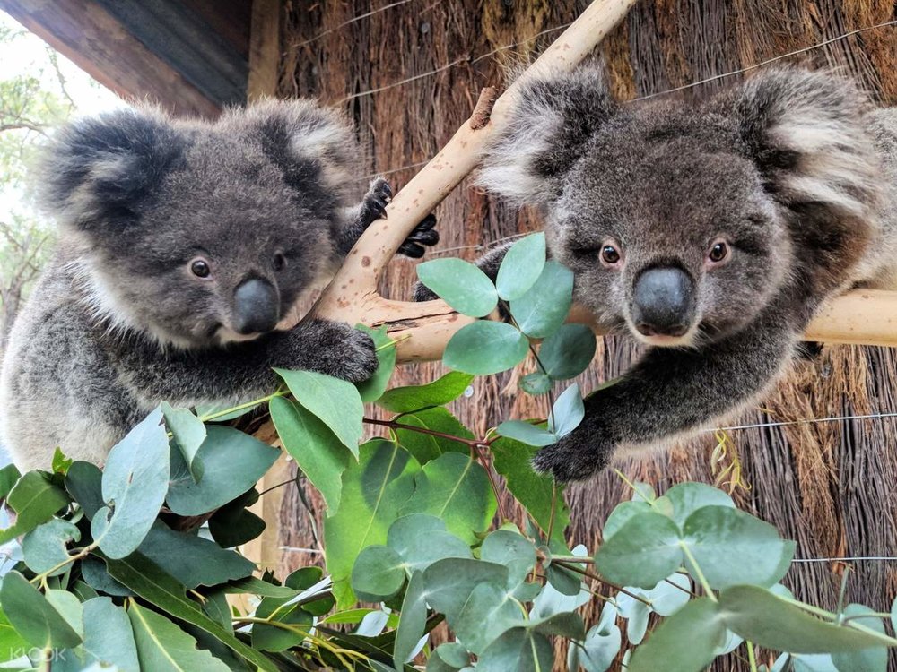theme park zoo eucalyptus koala oasis springs water park