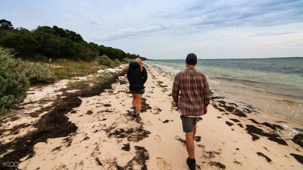 french island phillip island penguin parade beach sand sea
