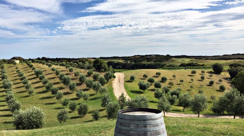 yarra valley wine tour vineyard sky field