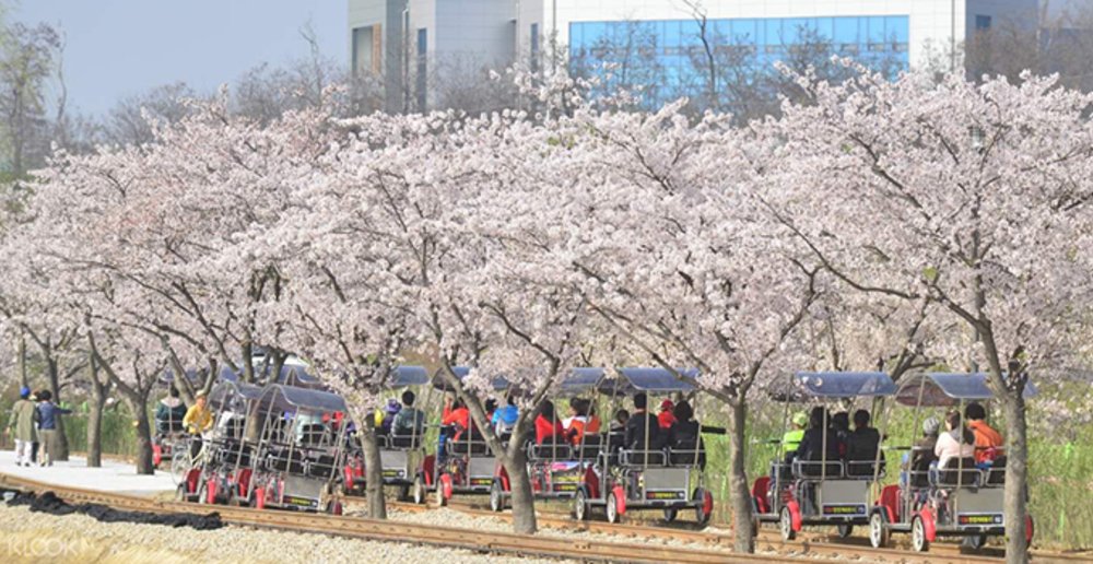 Minsok cherry blossoms