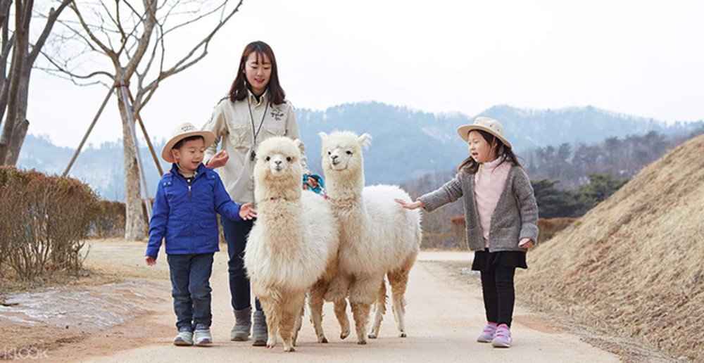 alpaca world seoul