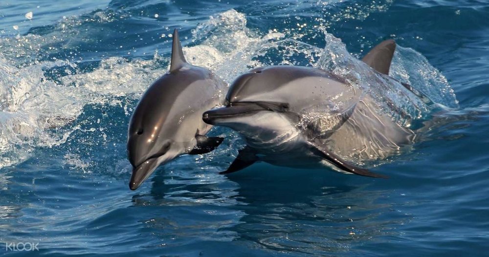 Chơi Đùa Cùng Cá Voi