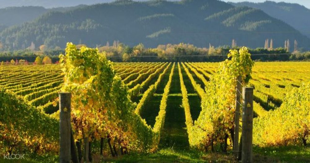 marlborough field mountains green grass sky landscape