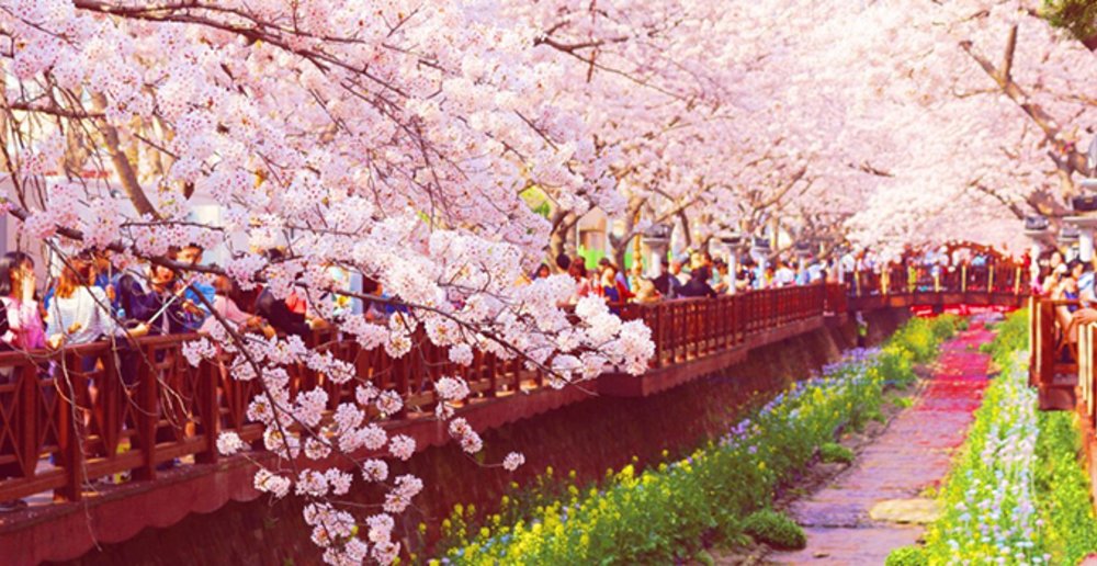 Jinhae Cherry Blossom Festival