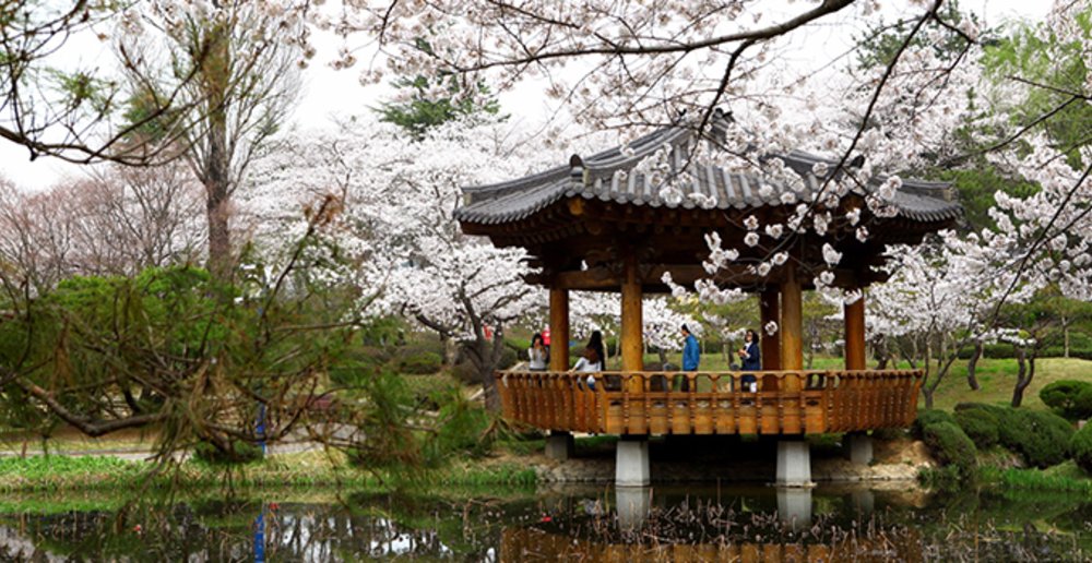 Gyeongju cherry blossoms