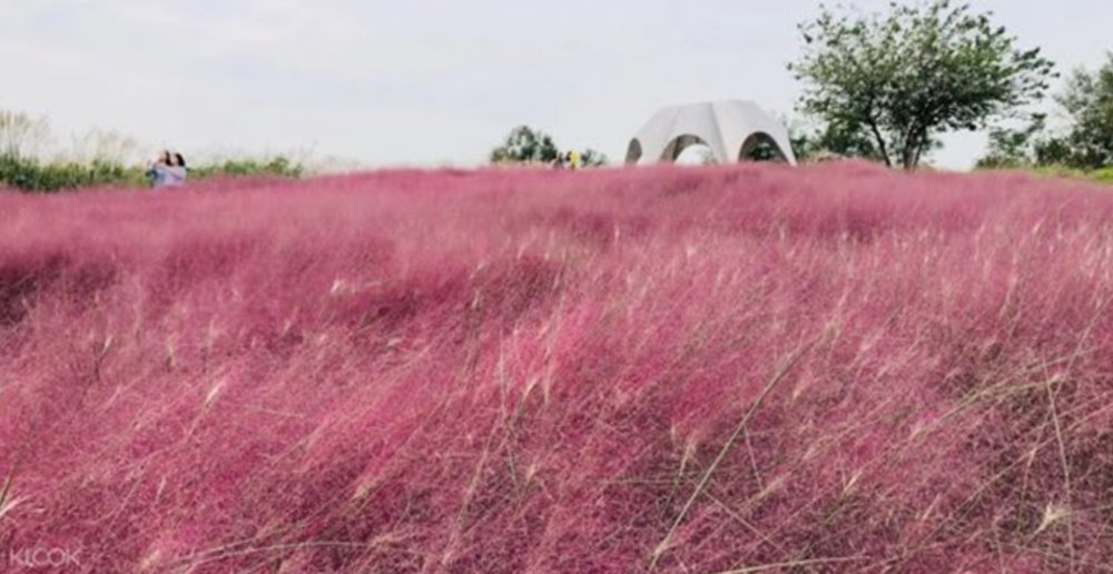 Haneul Park pink grass