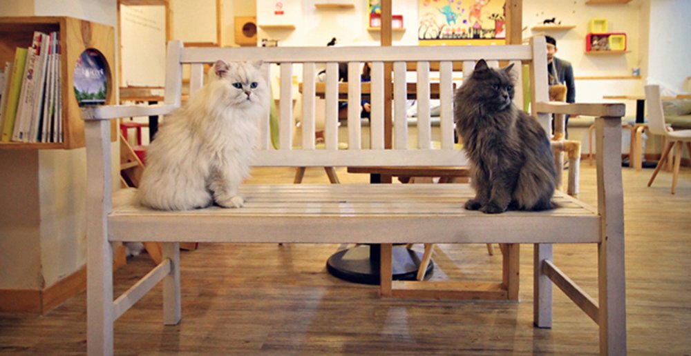 Seoul Cat Cafe