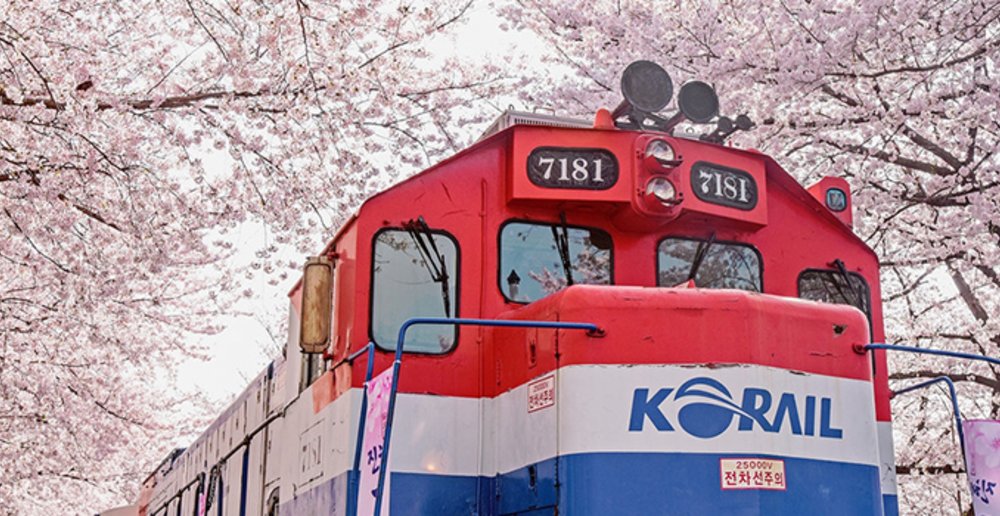 Jinhae Gunhangje Cherry Blossom Festival