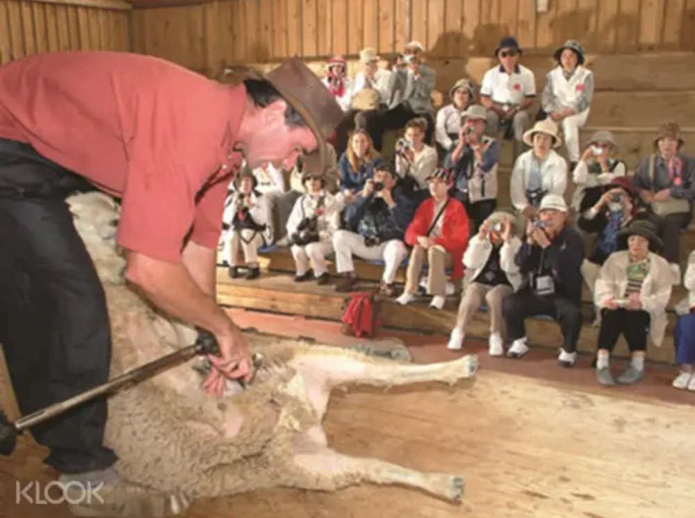 sheep sheering shepherd farm tourist show new zealand
