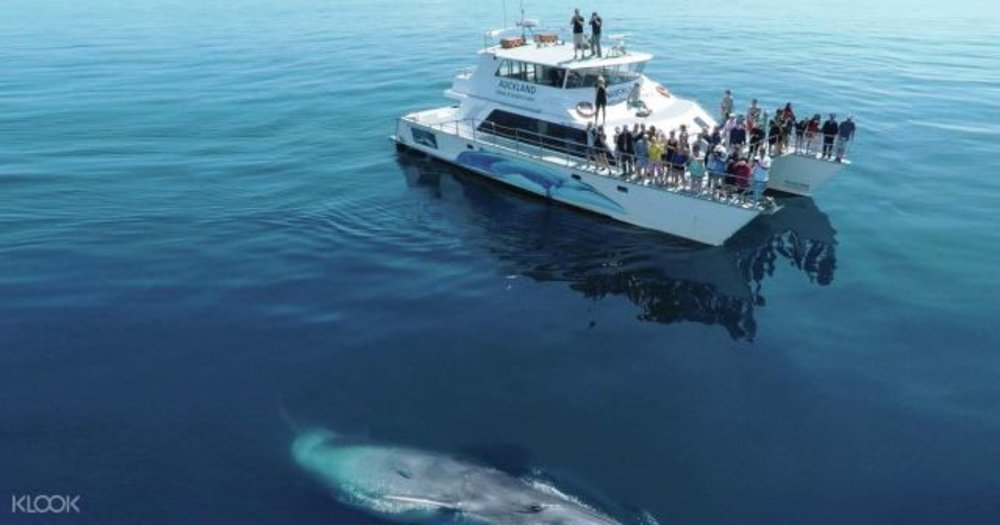 whale watching dolphin watching boat yacht sea people 