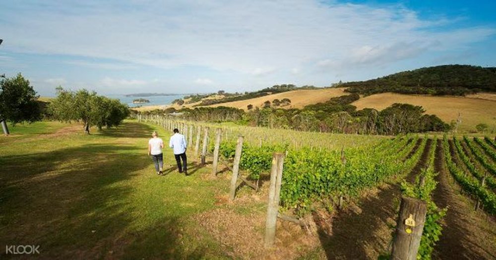 waiheke island new zealand ferry field grass