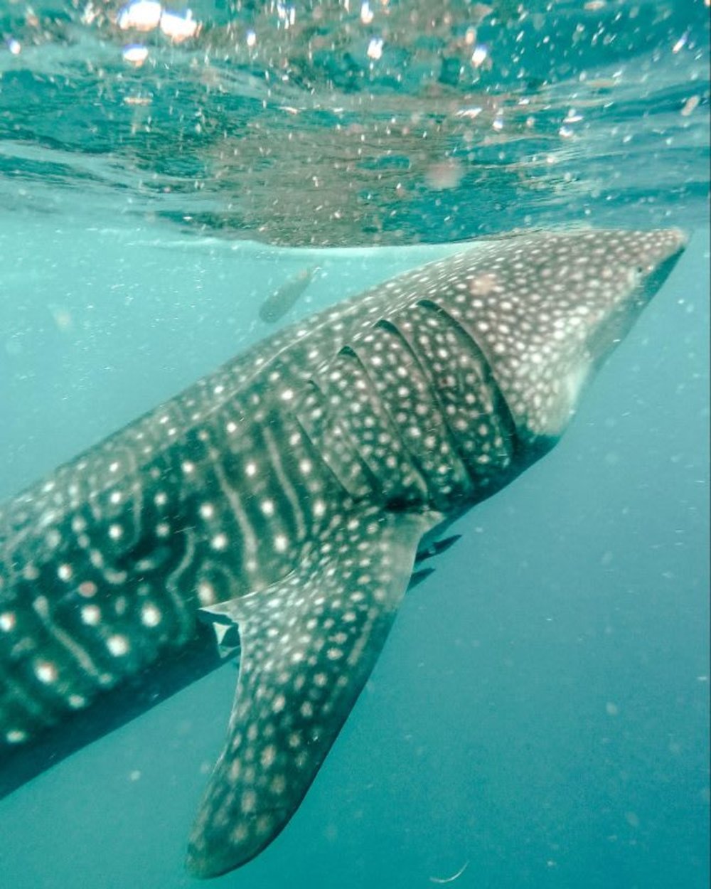 whale shark philippines swimming diving cebu marine life sea 