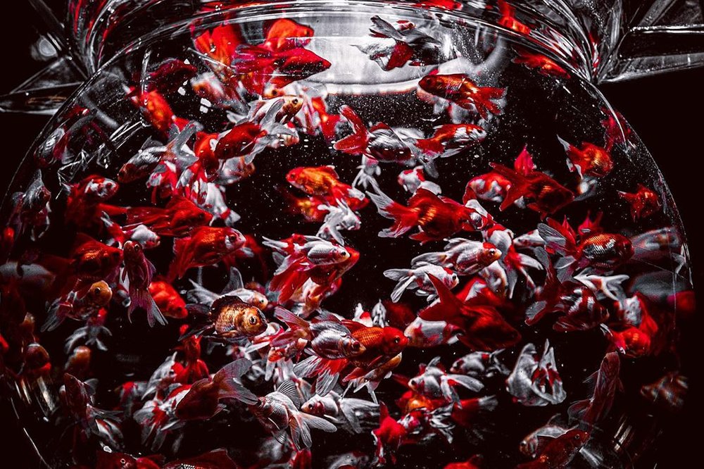 Tokyo Art Aquarium Nihonbashi August 2020