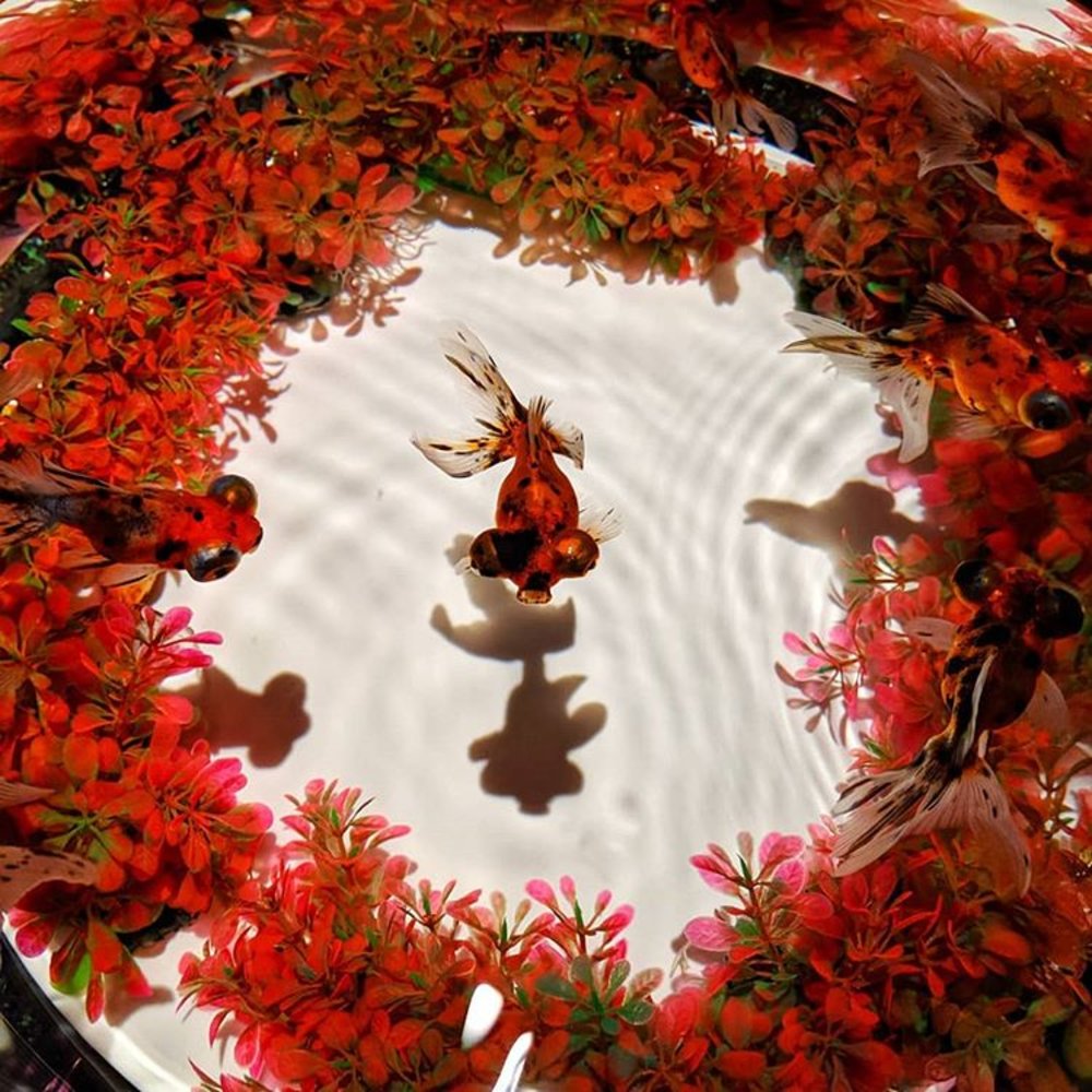 Tokyo Art Aquarium Nihonbashi August 2020