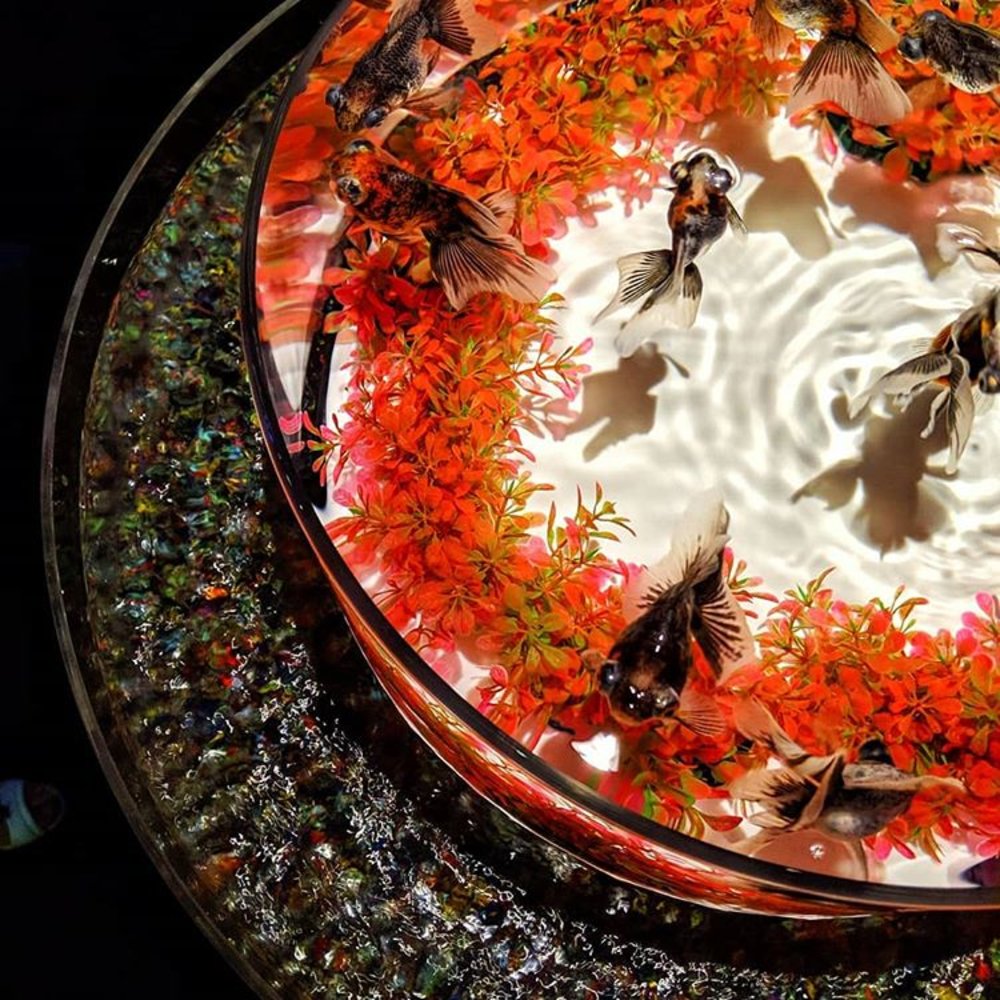 Tokyo Art Aquarium Nihonbashi August 2020