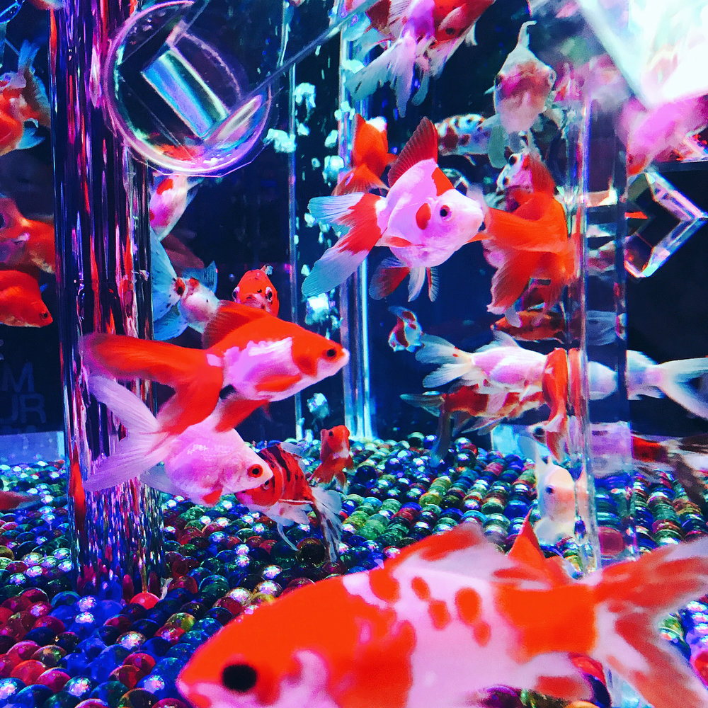 Tokyo Art Aquarium August 2020