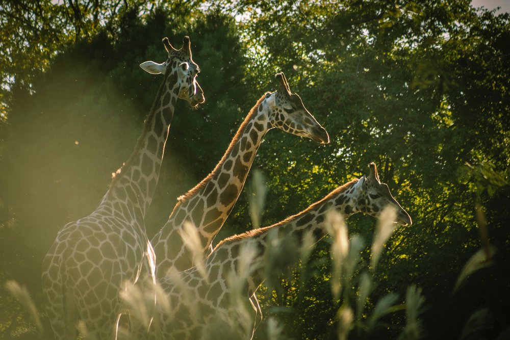 houston zoo
