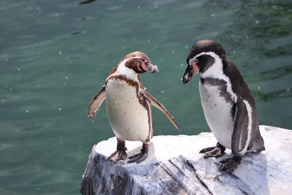 shedd aquarium
