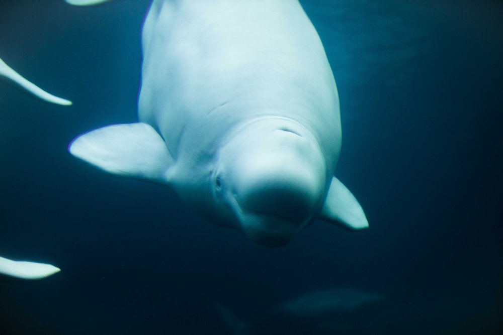 georgia aquarium