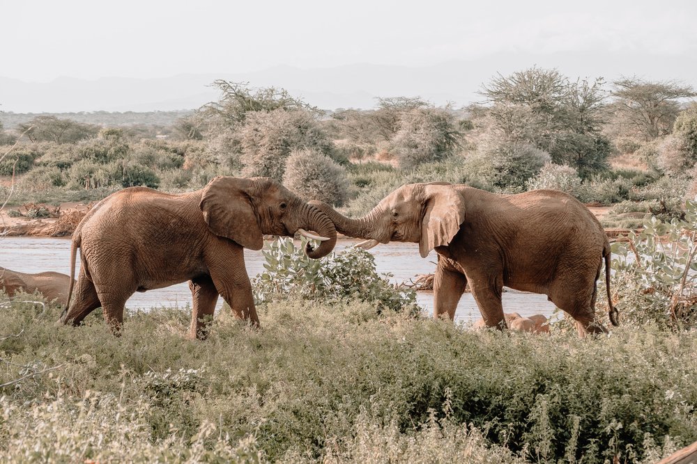 tembe elephant park