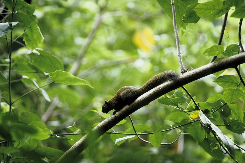 Langkawi Jungle Trekking