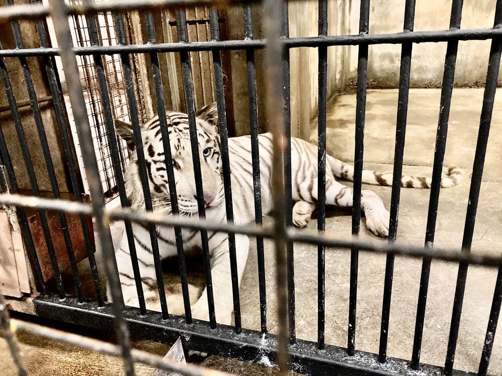 ホワイトタイガー