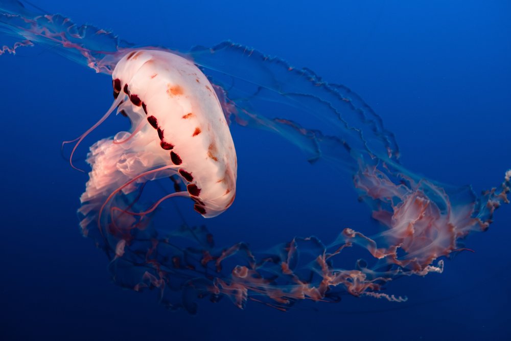 monterey bay aquarium