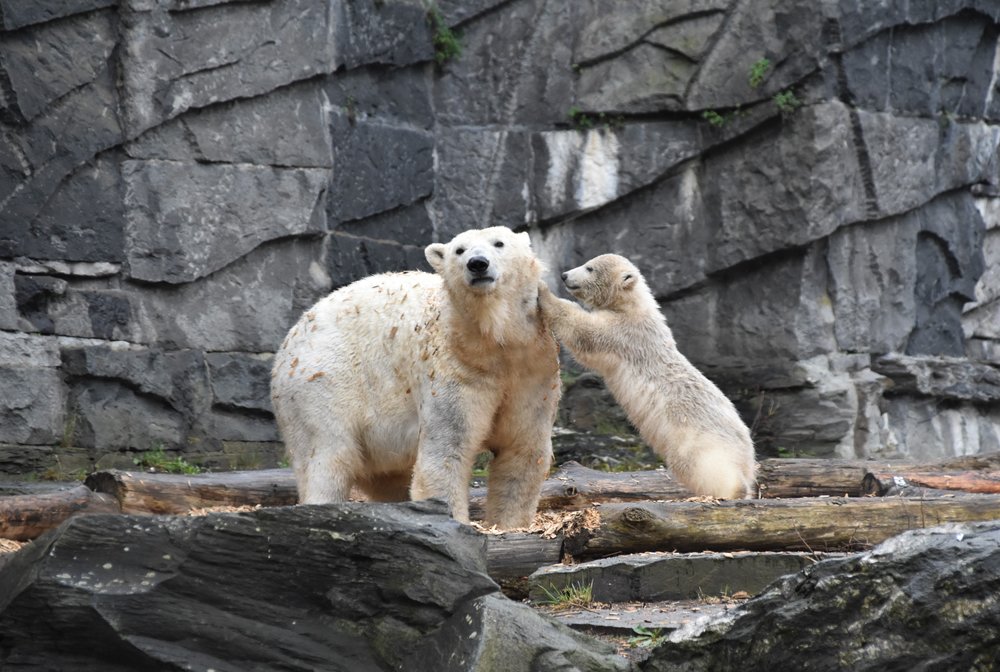 san diego zoo