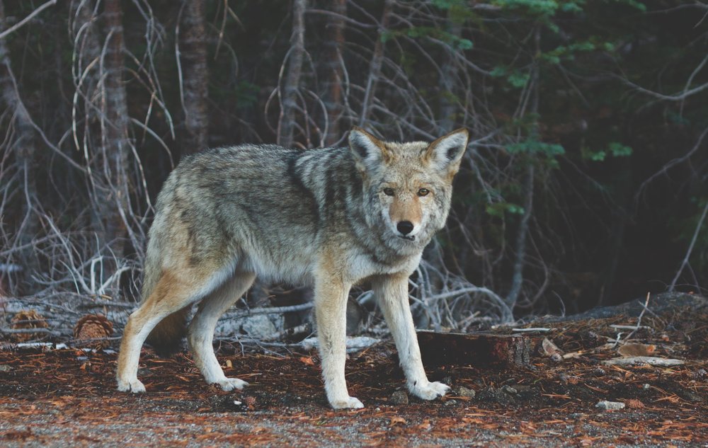 international wolf centre