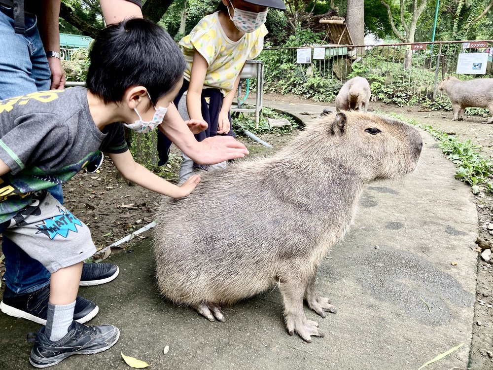 カピバラさん