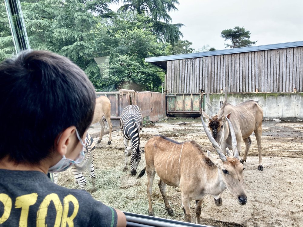 ガゼルやしまうま