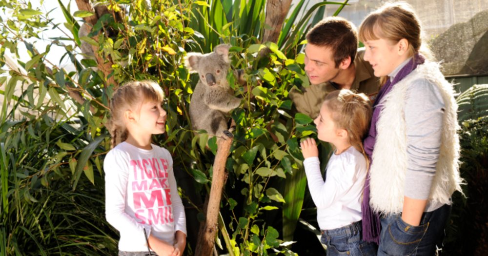 Breakfast with Koalas in Sydney
