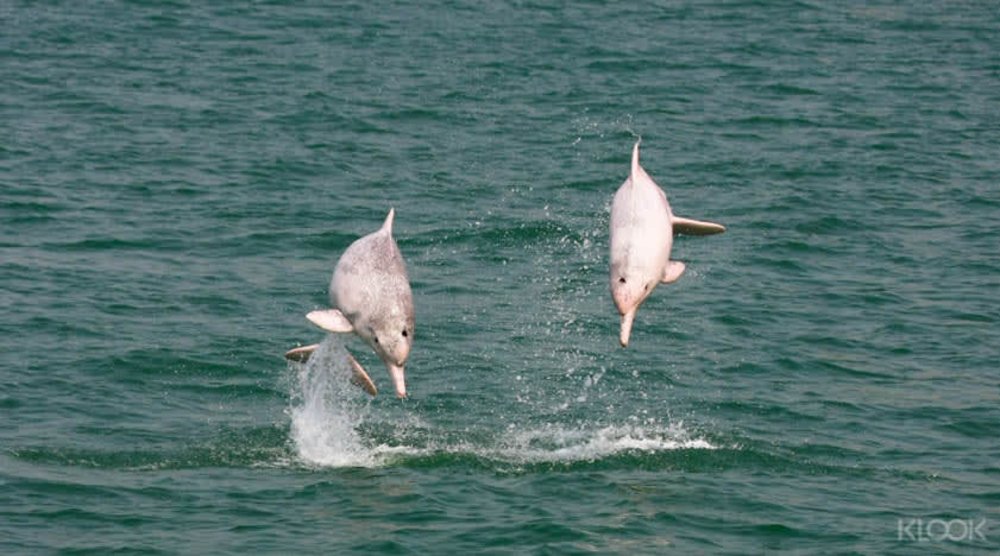 Pink-Dolphin Sighting Tour