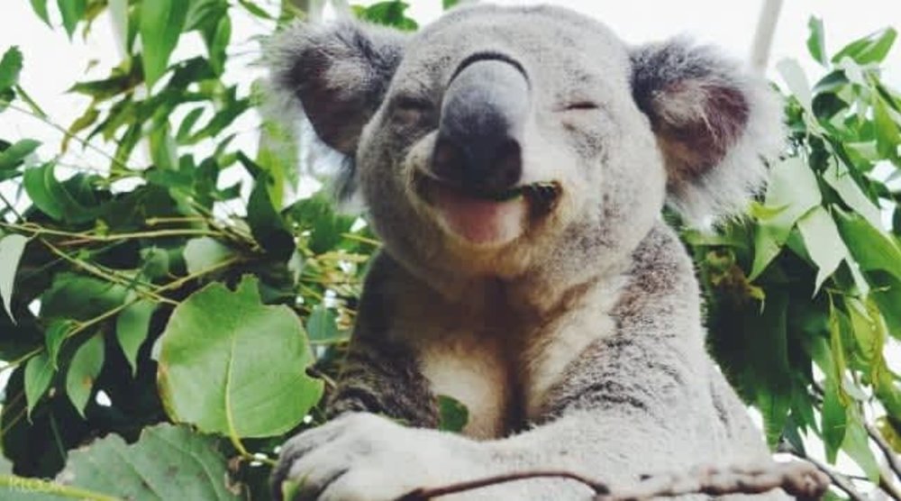 Australia Koala 考拉熊