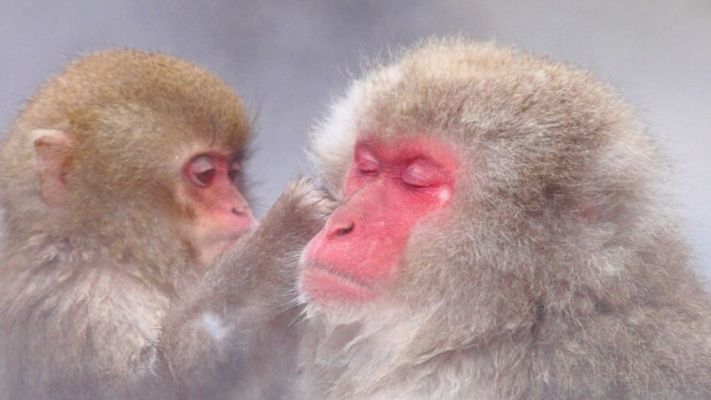 Visit the Jigokudani Snow Monkey Park for the ultimate dose of cuteness
