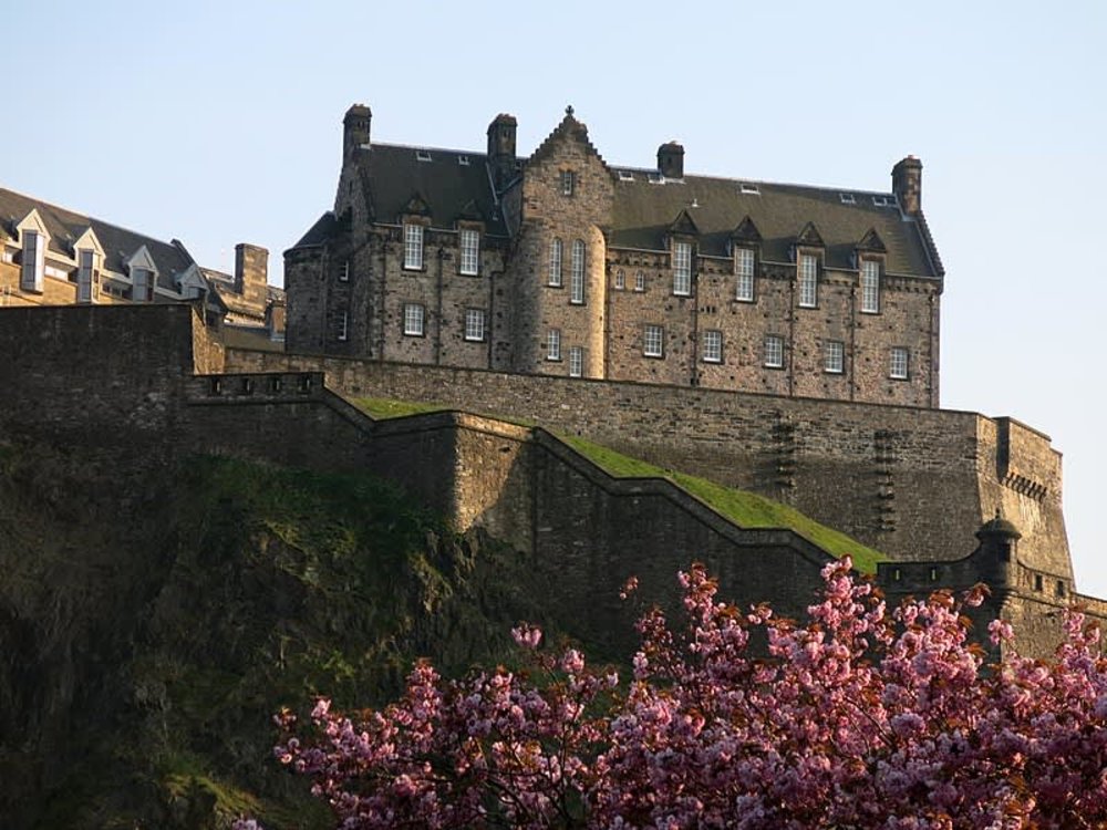 cherry blossoms around the world