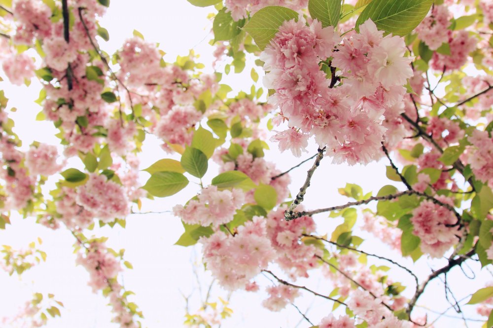 cherry blossoms around the world