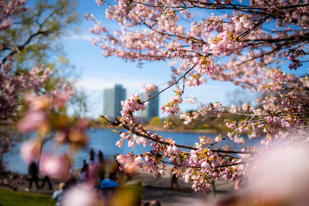 cherry blossoms around the world
