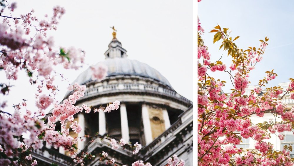 cherry blossoms around the world