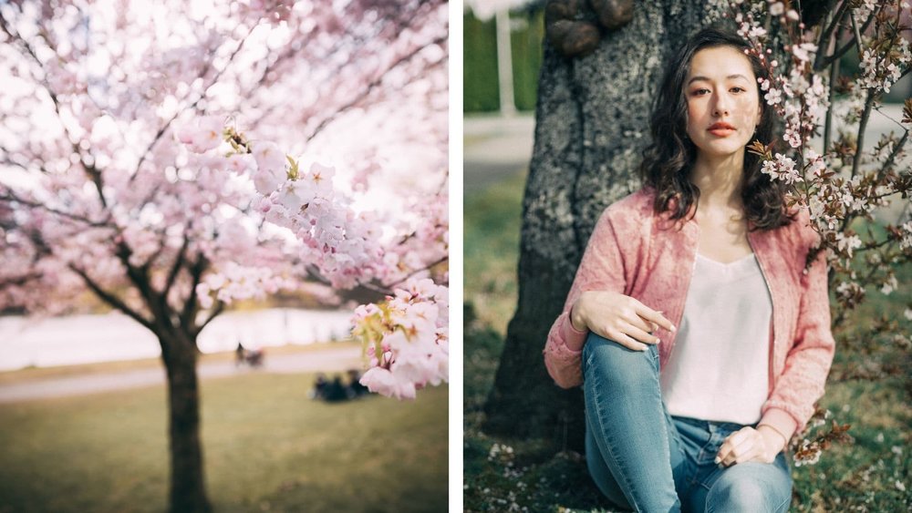 cherry blossoms around the world